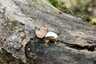 Hamis pöfeteg (Reticularia lycoperdon), Vértes